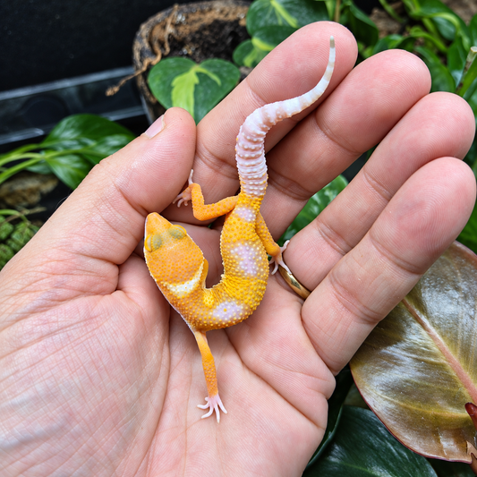 Gecko léopard juvénile orange sans taches, avec une queue blanche, photographié sur une main devant un terrarium végétalisé.