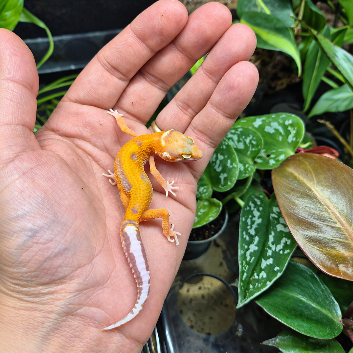 Gecko léopard juvénile orange vif aux marques lavande et à la queue blanche, photographié sur une main devant un terrarium végétalisé.