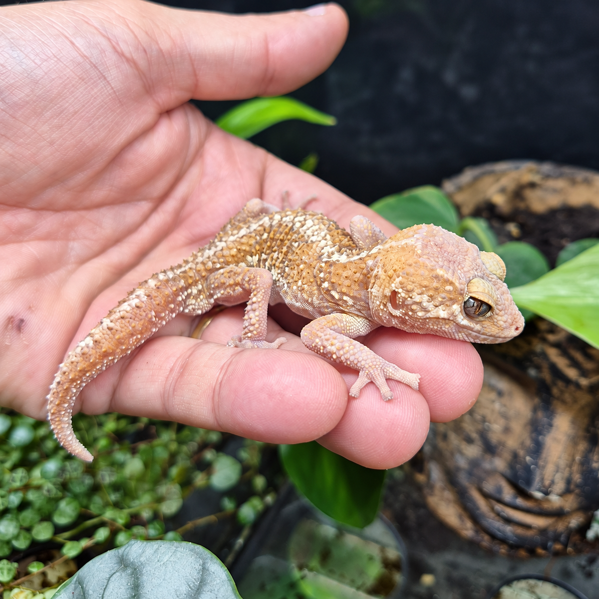 Gecko panthère albinos Paroedura picta aux teintes crème et orangées, posé sur une main dans un terrarium végétalisé.