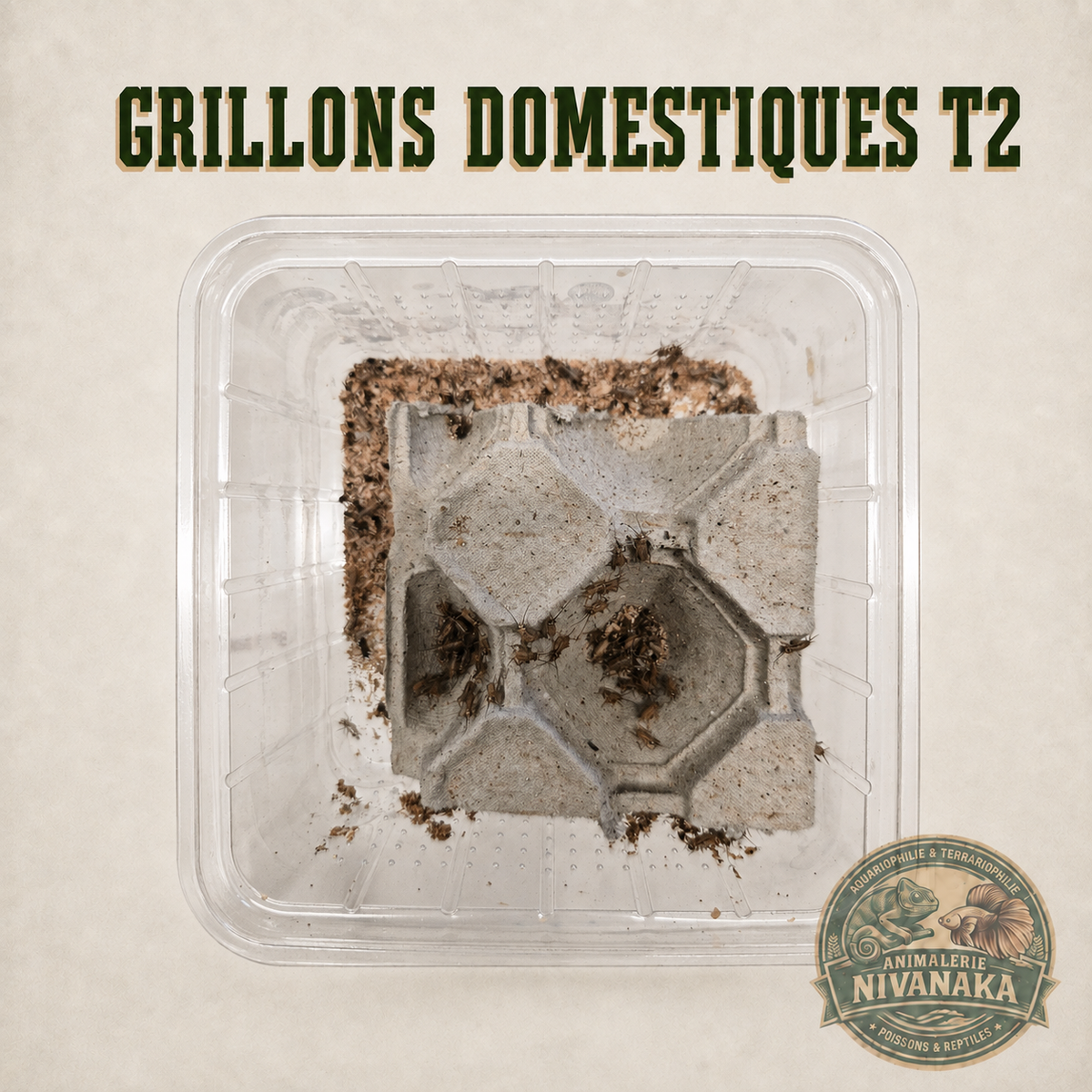 Grillons domestiques vivants T2 pour reptiles et petits animaux insectivores