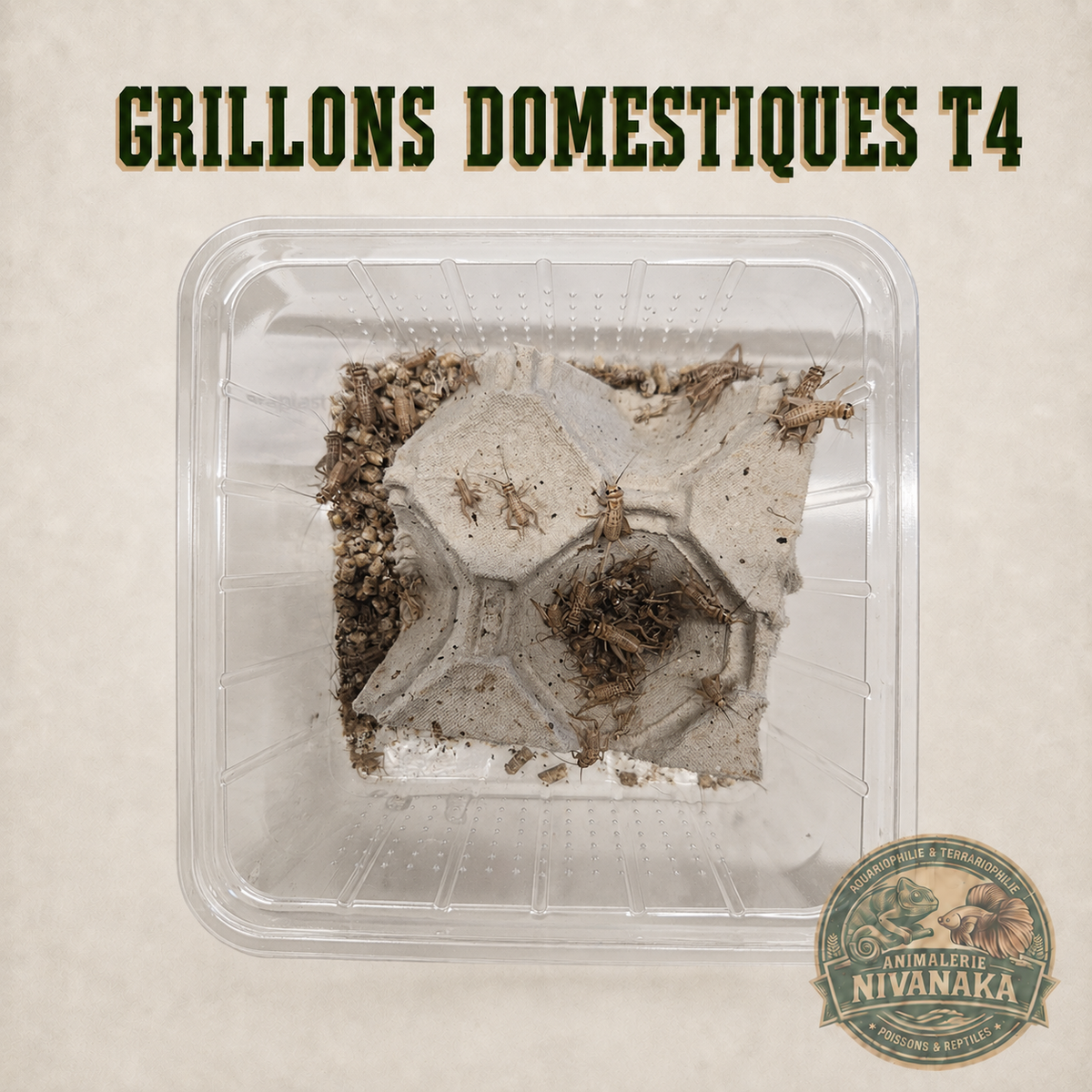 Grillons domestiques vivants T4 pour l’alimentation des reptiles insectivores