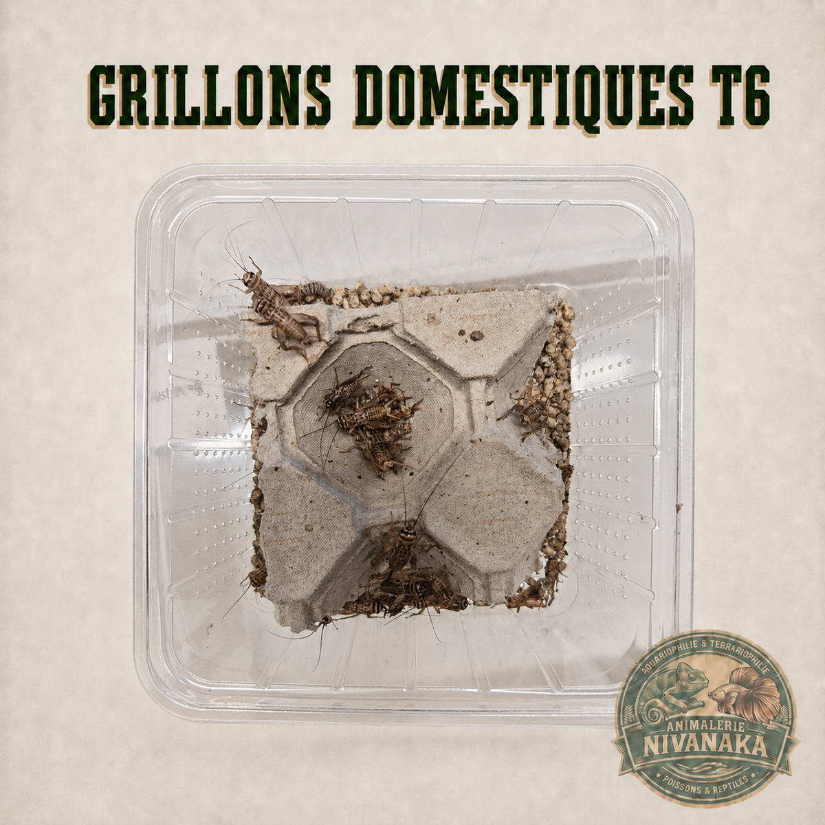 Grillons domestiques vivants T6 taille moyenne pour reptiles insectivores
