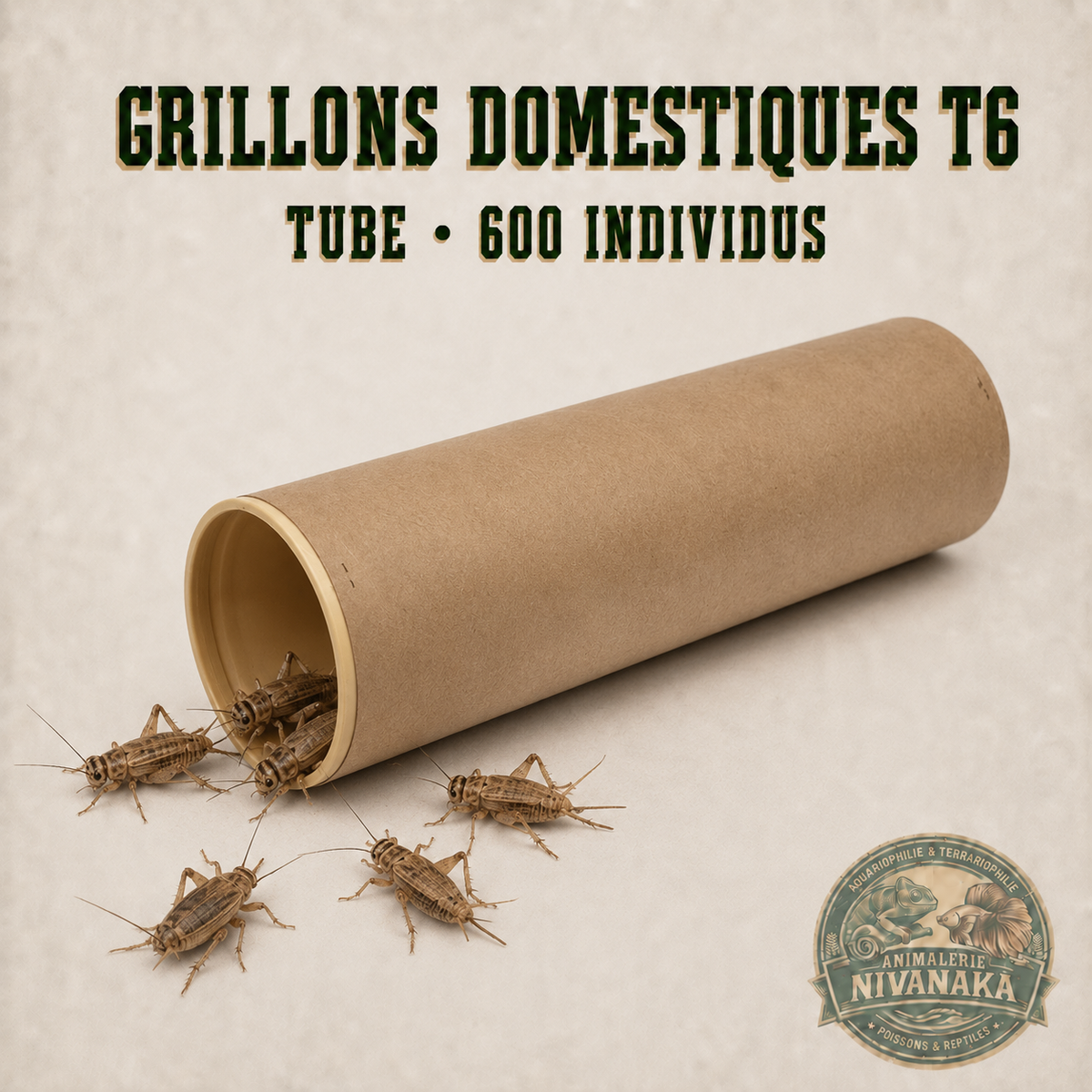 Tube d’environ 600 grillons domestiques vivants T6 pour reptiles insectivores