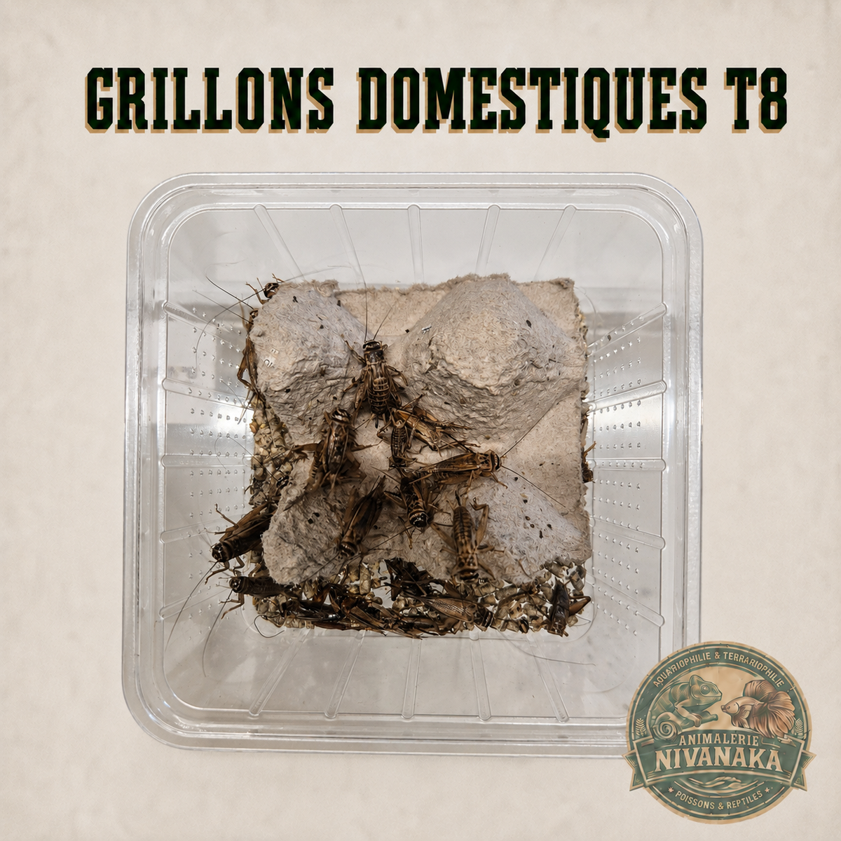 Grillons domestiques vivants T8 grande taille pour reptiles insectivores