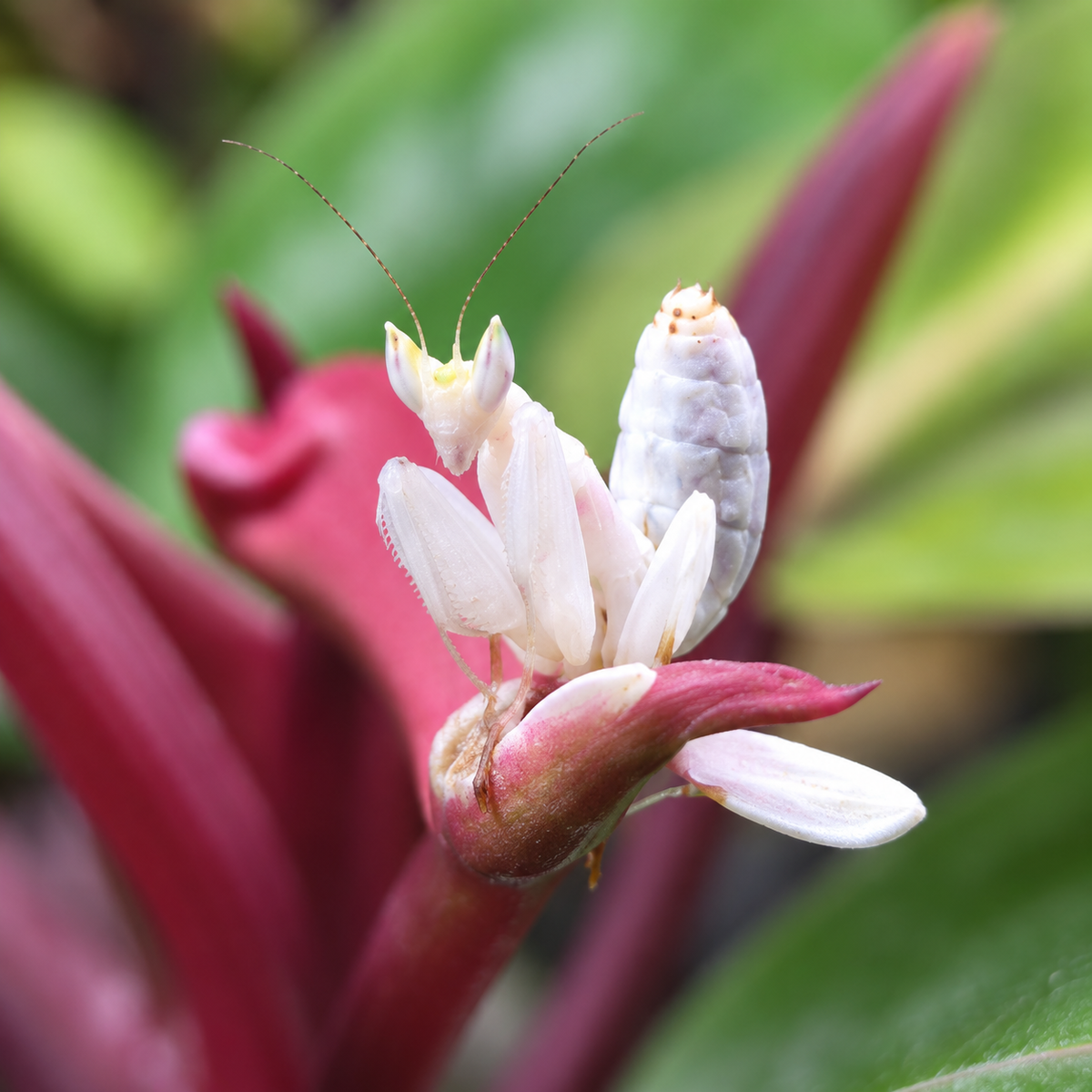 Mante orchidée blanche Hymenopus coronatus photographiée en gros plan sur une fleur rose
