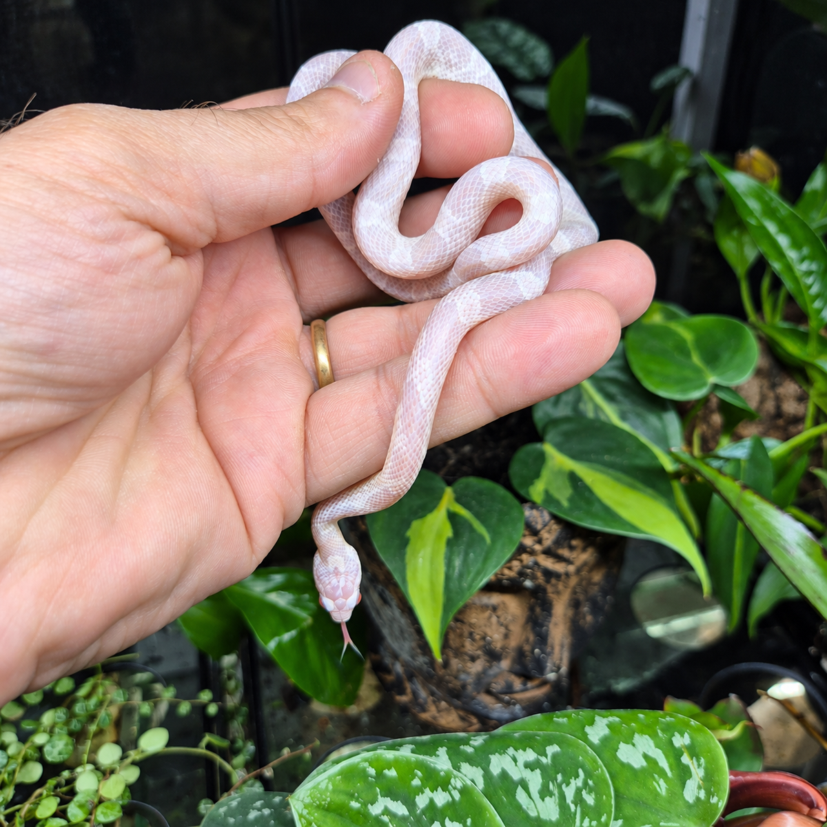 Jeune Pantherophis guttatus Snow n°2 aux nuances blanches et rose pâle, photographié dans une main avec la langue sortie.