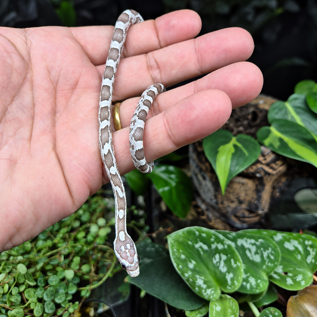 Jeune Pantherophis guttatus Ultramel Anery het Scaleless aux motifs gris-brun et blancs, photographié dans une main sur un décor végétal.