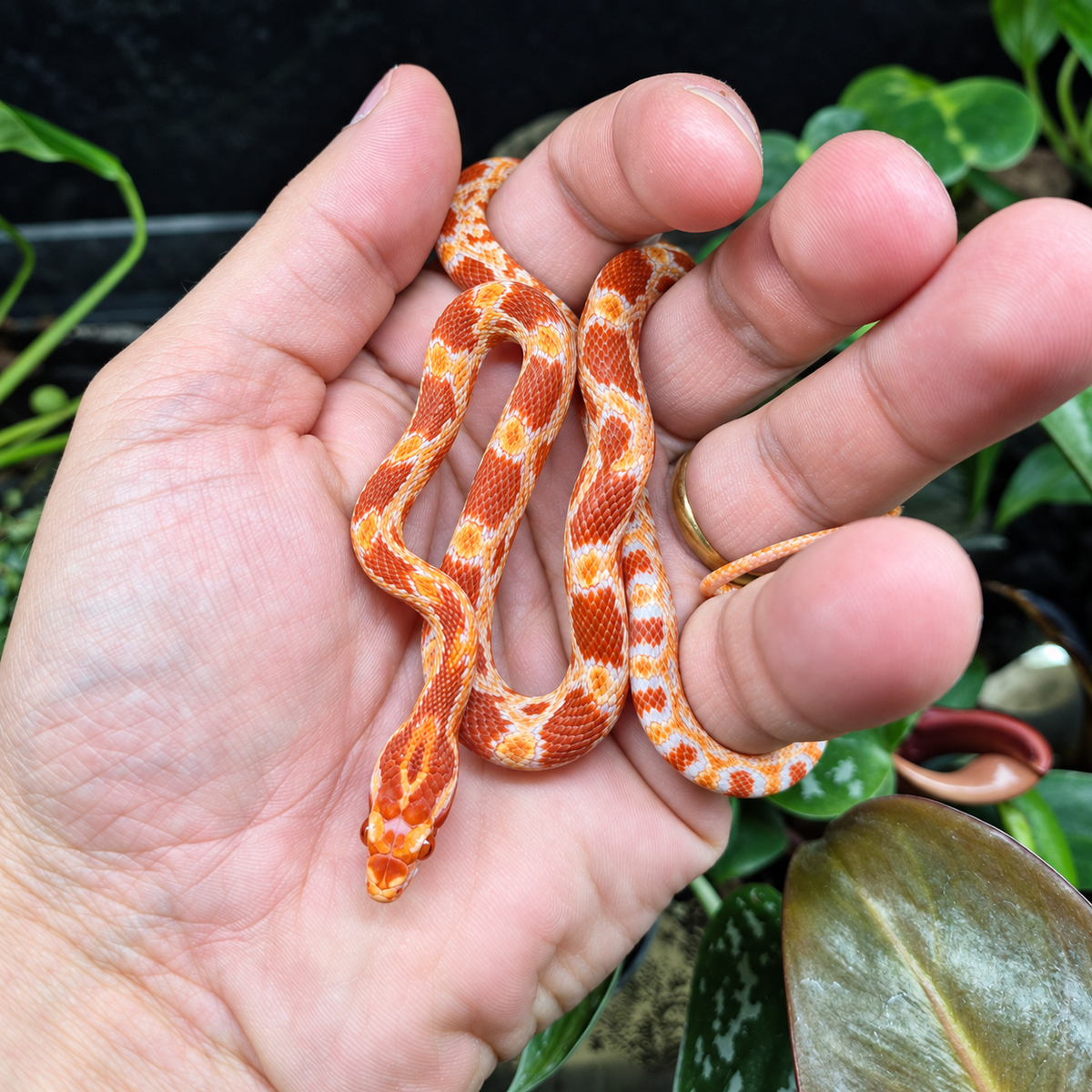 Jeune Pantherophis guttatus amélanistique orange et blanc, photographié dans une main sur un décor végétal.