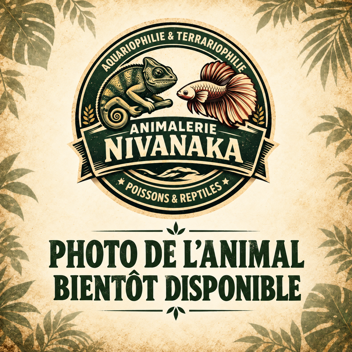 Photo de l’animal bientôt disponible – Animalerie Nivanaka