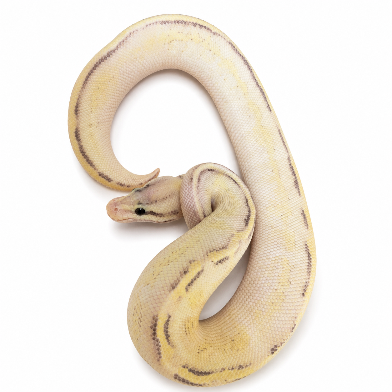 Python royal clair aux nuances crème et jaunes avec fines marques gris-brun – spécimen disponible chez Nivanaka