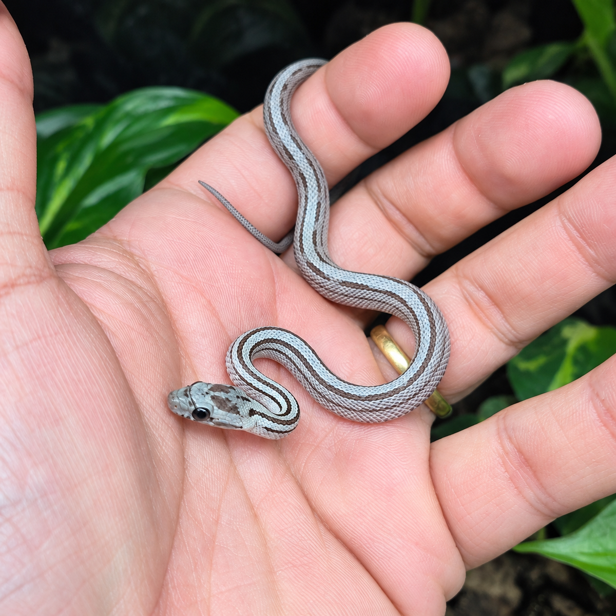 Jeune serpent des blés Pantherophis guttatus Anery ligné, gris argenté avec des bandes longitudinales sombres, posé sur une main.