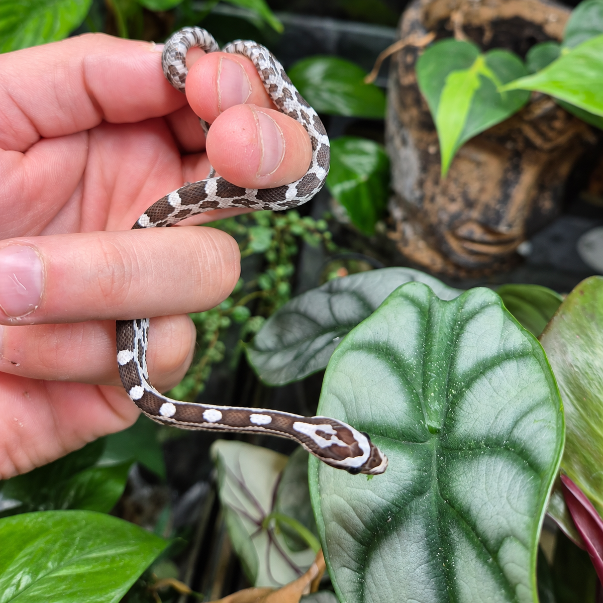 Jeune serpent des blés Pantherophis guttatus Anery n°1 aux motifs bruns et gris bordés de blanc, tenu dans une main devant un décor végétal.