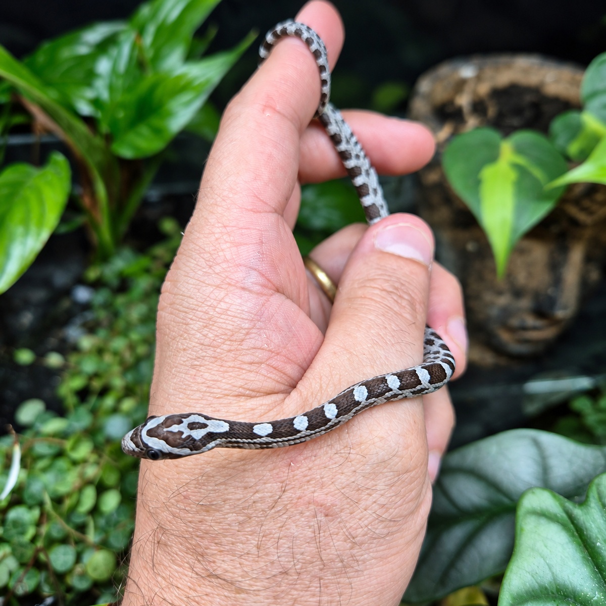 Jeune serpent des blés Pantherophis guttatus Anery n°2 aux motifs bruns, gris et blancs, enroulé autour d’une main devant un décor végétal.