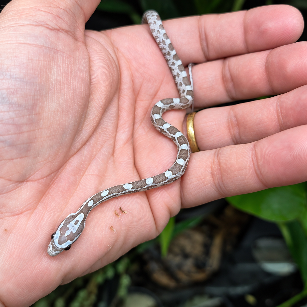 Jeune serpent des blés Pantherophis guttatus Ghost n°1 aux motifs gris taupe et blancs, posé sur une main devant un décor végétal.