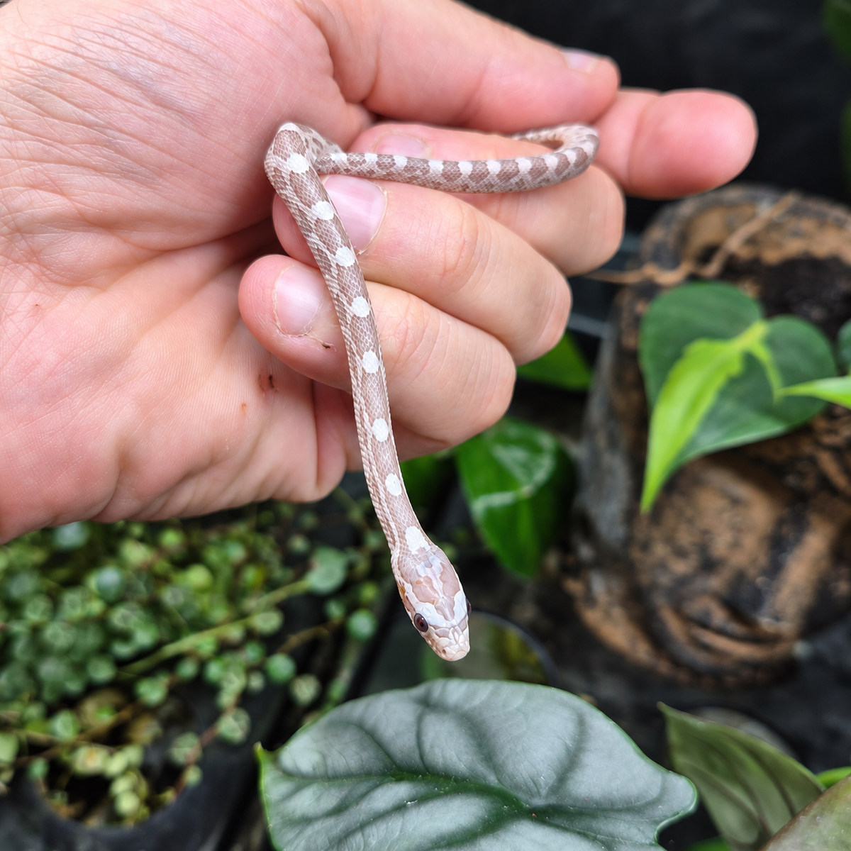 Jeune serpent des blés Pantherophis guttatus Ghost n°2 aux teintes gris taupe clair et aux motifs blancs, tenu sur une main dans un décor végétal.