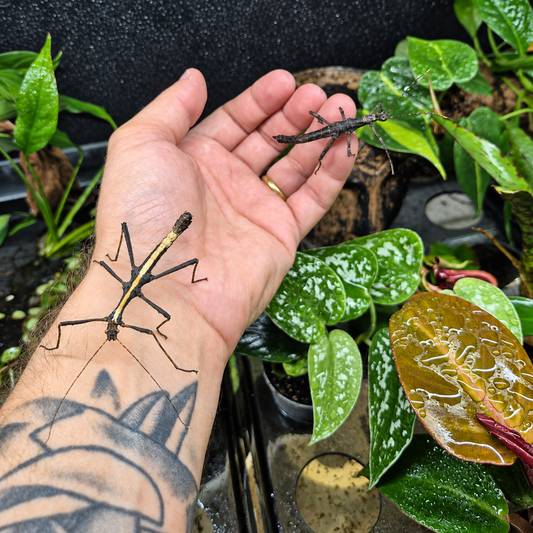 Deux phasmes de Sungay, Sungaya inexpectata, aux colorations brune et noire, photographiés sur une main dans un terrarium végétalisé.