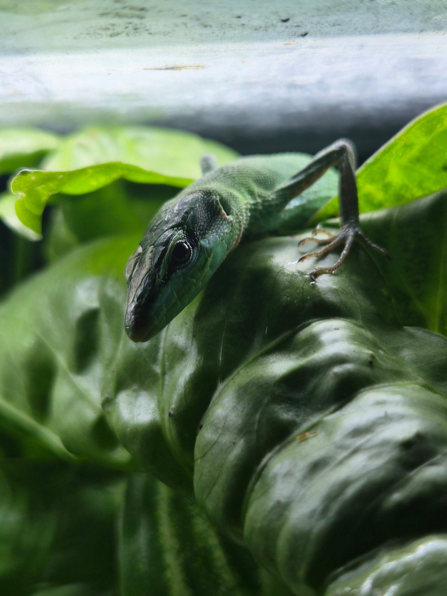 Portrait de Takydromus dorsalis mâle sur feuillage – photo contractuelle Nivanaka
