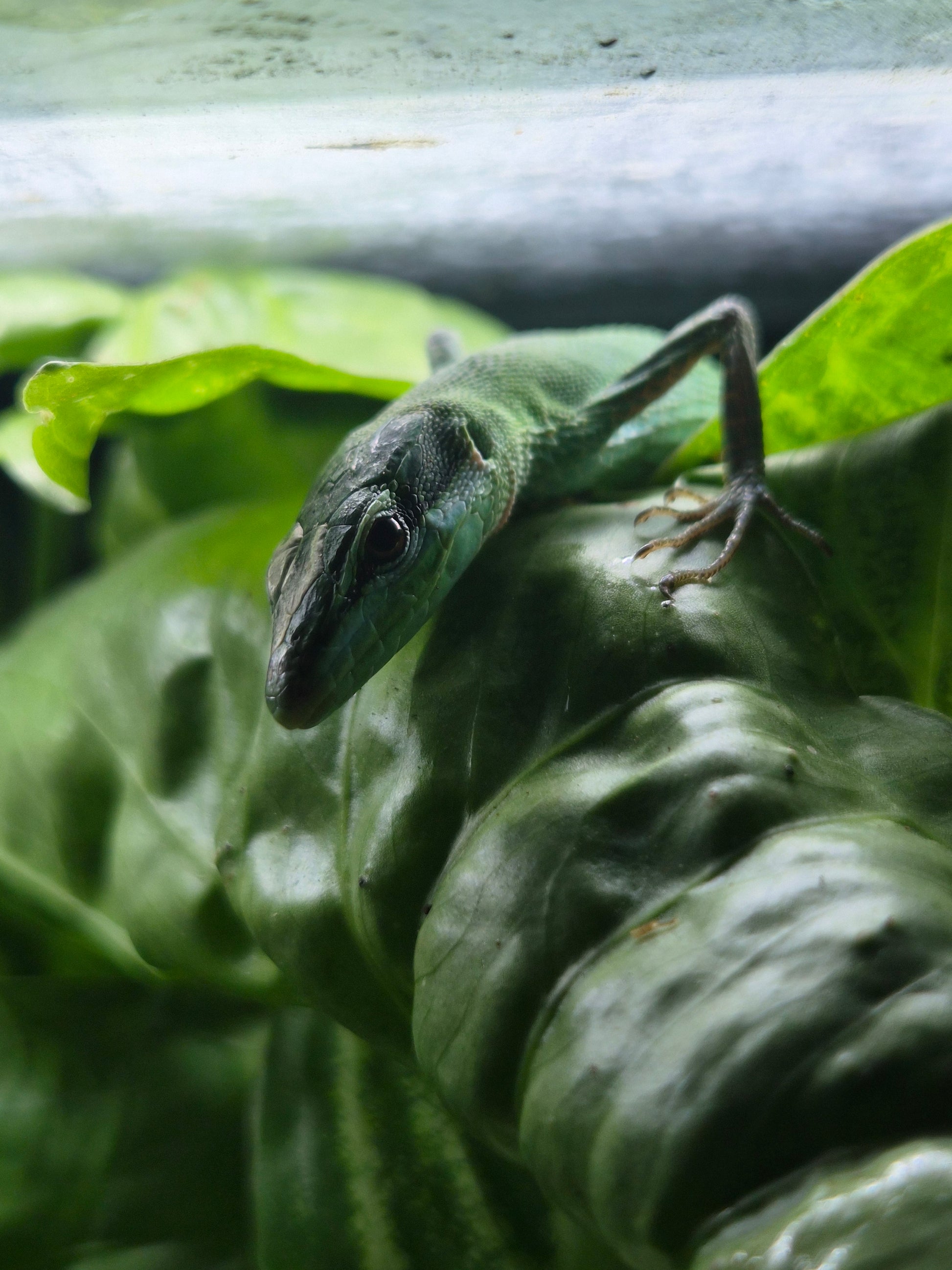 Portrait de Takydromus dorsalis mâle sur feuillage – photo contractuelle Nivanaka