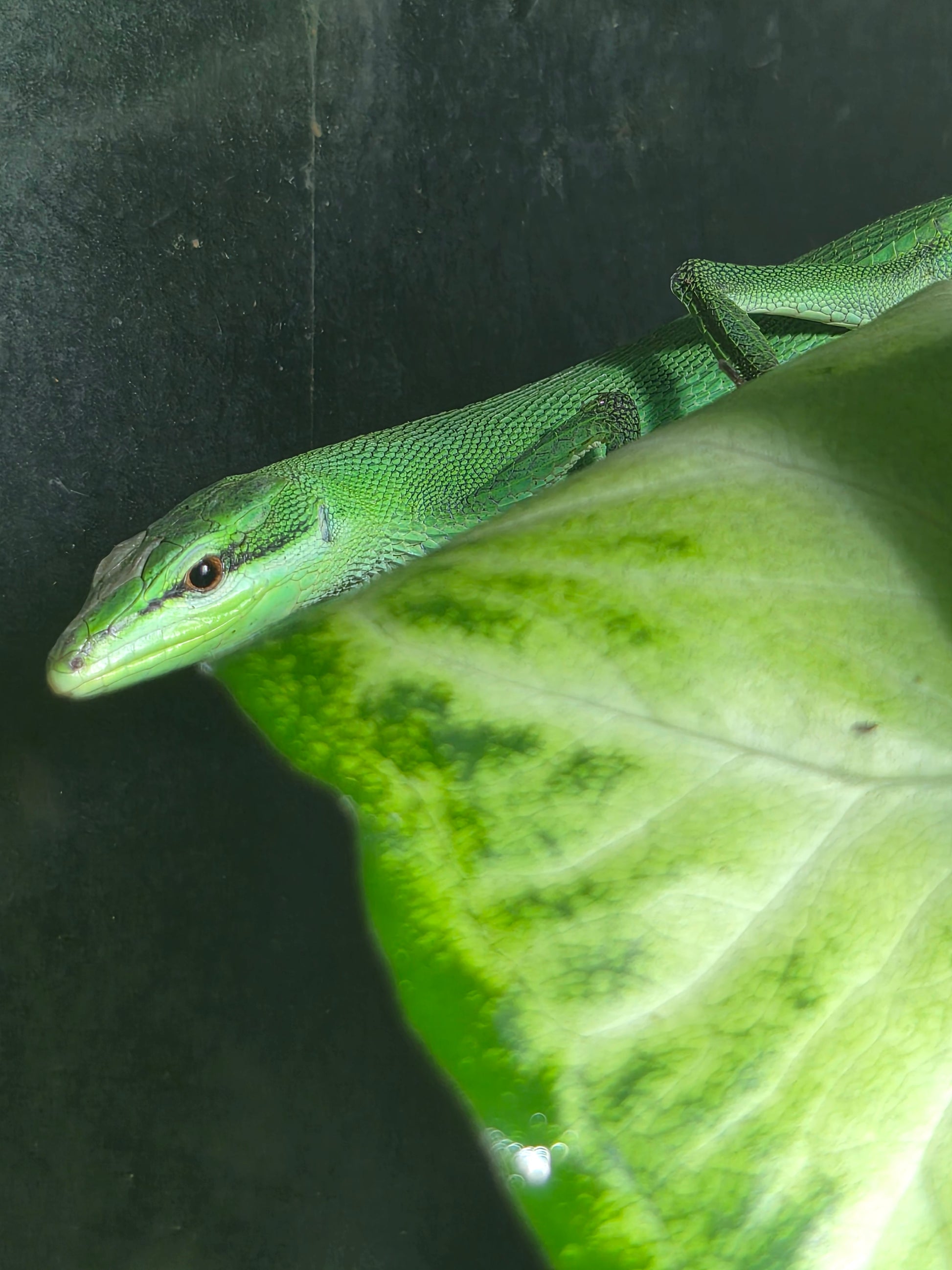 Takydromus dorsalis mâle vert posé sur une feuille – photo contractuelle Nivanaka