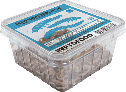 Vers de farine Vivants Reptofood