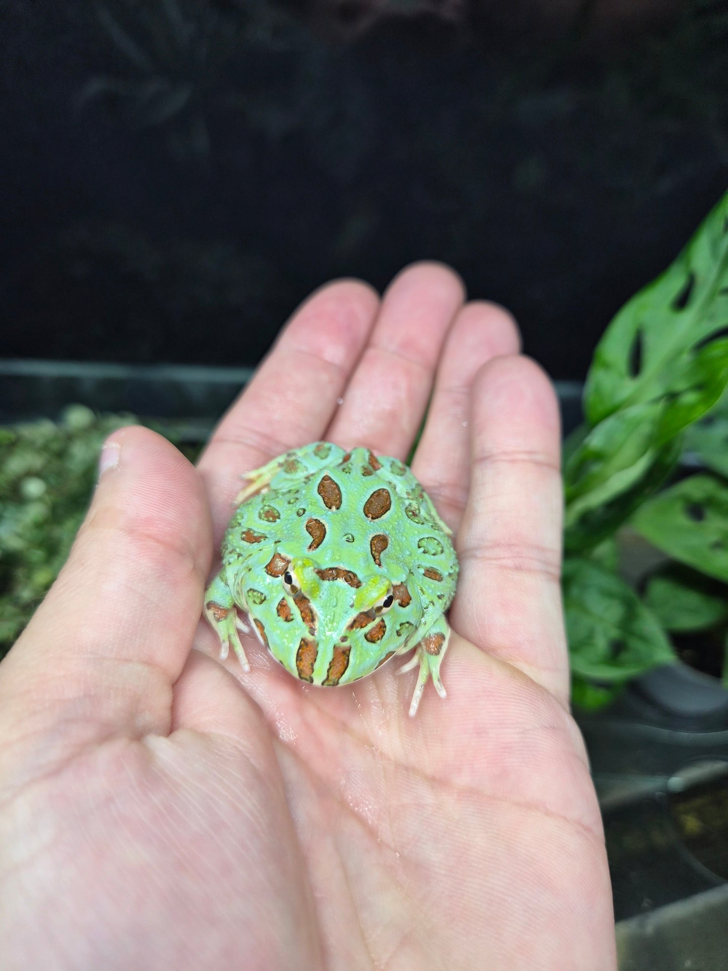 Grenouille cornue de Cranwell – Ceratophrys cranwelli bleue