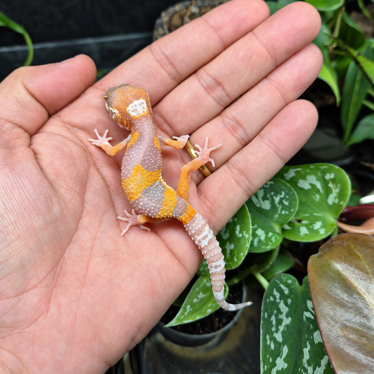 Eublepharis macularius – Gecko léopard n°3