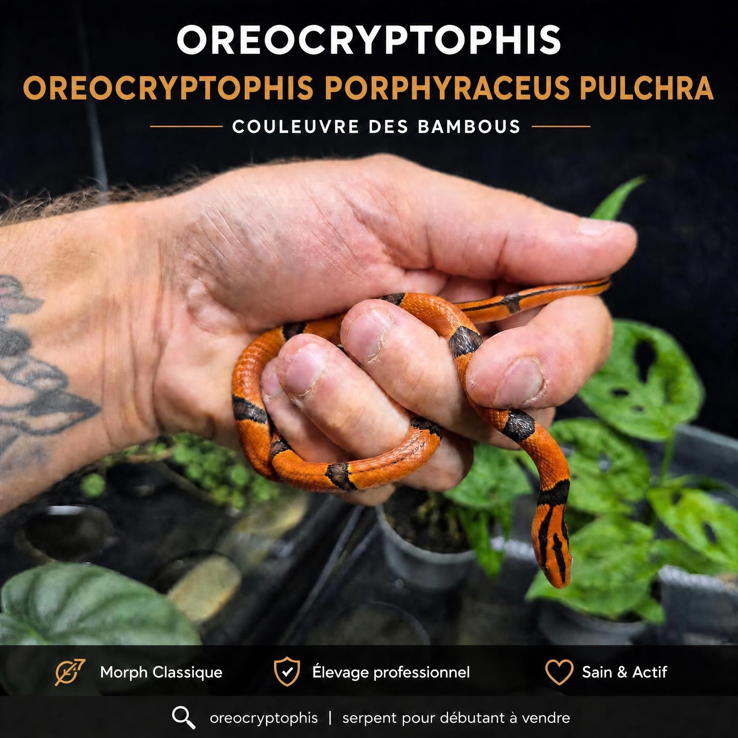 Couleuvre de bambou de Taïwan – Oreocryptophis porphyraceus pulchra