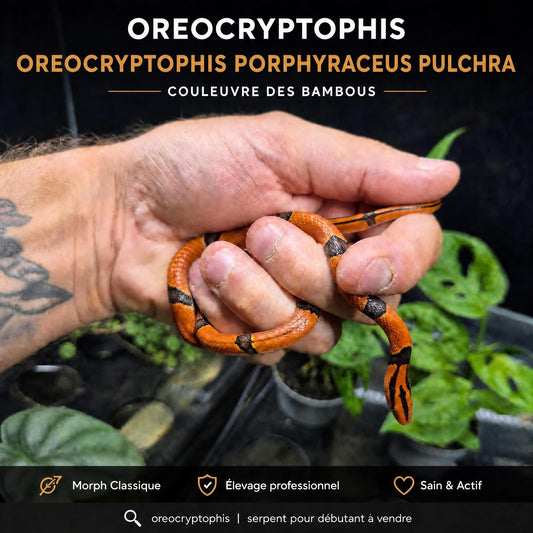 Couleuvre de bambou de Taïwan – Oreocryptophis porphyraceus pulchra