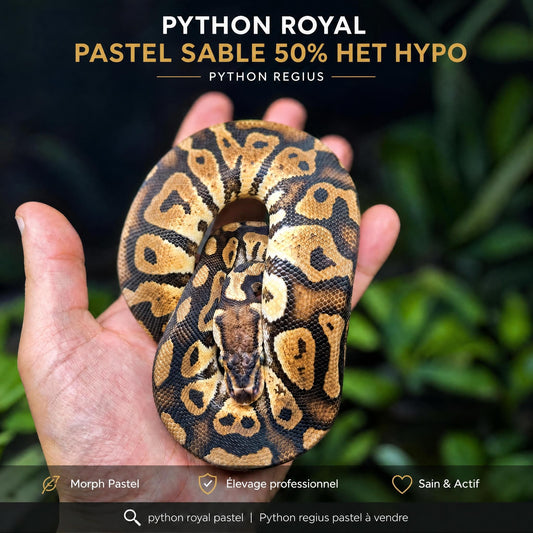 Python royal – Python regius Pastel Sable