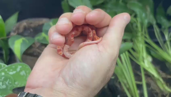 Jeune serpent des blés Pantherophis guttatus de mutation Amelanistic, aux couleurs orange, rouges et blanches, présenté en vidéo