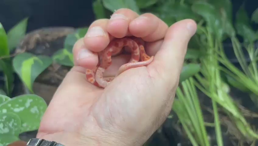 Jeune serpent des blés Pantherophis guttatus de mutation Amelanistic, aux couleurs orange, rouges et blanches, présenté en vidéo