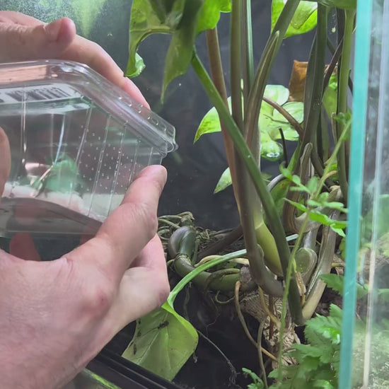 Vidéo du Takydromus dorsalis mâle disponible chez Nivanaka