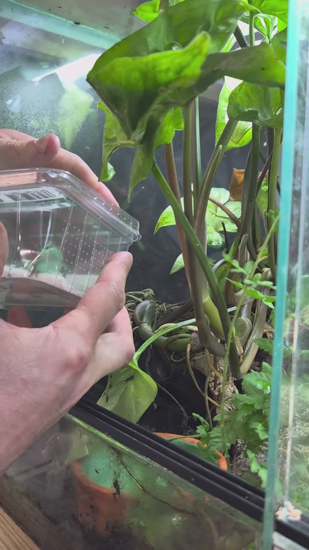 Vidéo du Takydromus dorsalis mâle disponible chez Nivanaka