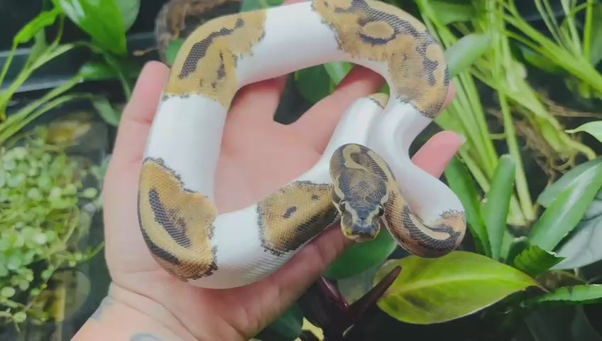 Python royal Python regius de mutation Piedbald, blanc avec des motifs dorés et noirs, présenté en vidéo