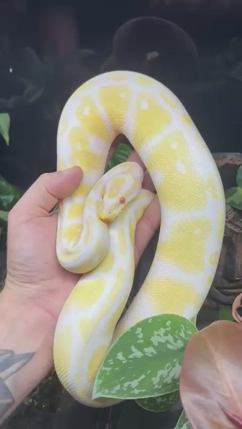 Python royal Python regius de mutation Albinos, aux couleurs jaunes et blanches avec des yeux rouges, présenté en vidéo