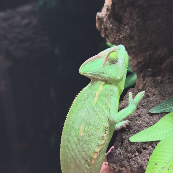 Caméléon casqué femelle n°2 Chamaeleo calyptratus de couleur vert clair se déplaçant dans son terrarium