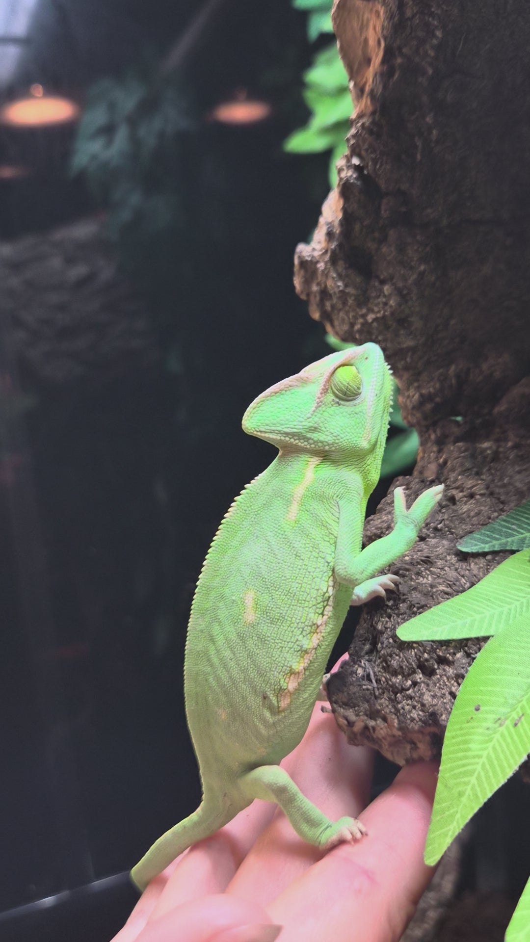 Caméléon casqué femelle n°2 Chamaeleo calyptratus de couleur vert clair se déplaçant dans son terrarium