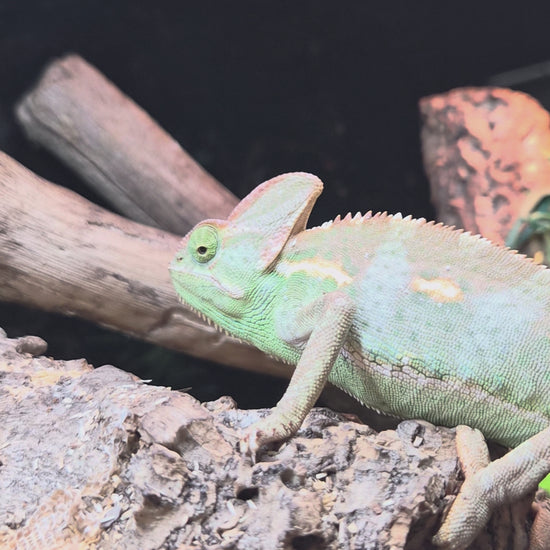 Caméléon casqué femelle n°1 Chamaeleo calyptratus de couleur verte se déplaçant dans son terrarium