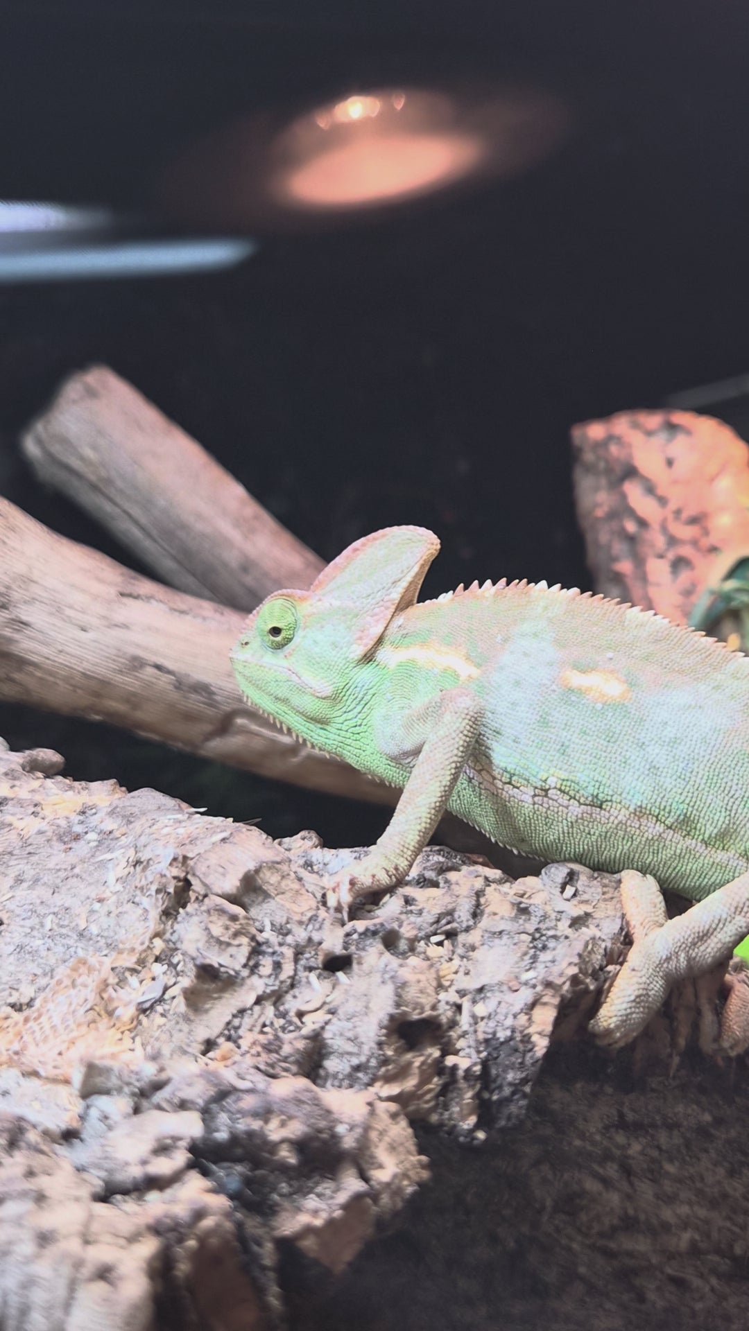 Caméléon casqué femelle n°1 Chamaeleo calyptratus de couleur verte se déplaçant dans son terrarium