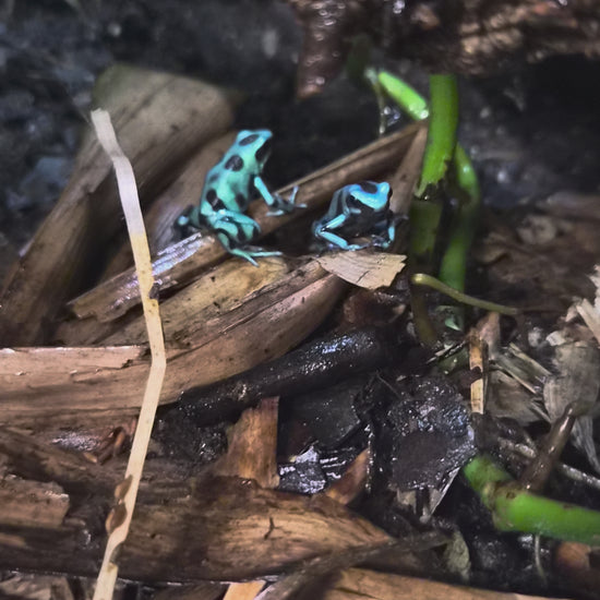 Dendrobates auratus de localité El Copé, grenouille tropicale turquoise et noire se déplaçant dans son terrarium