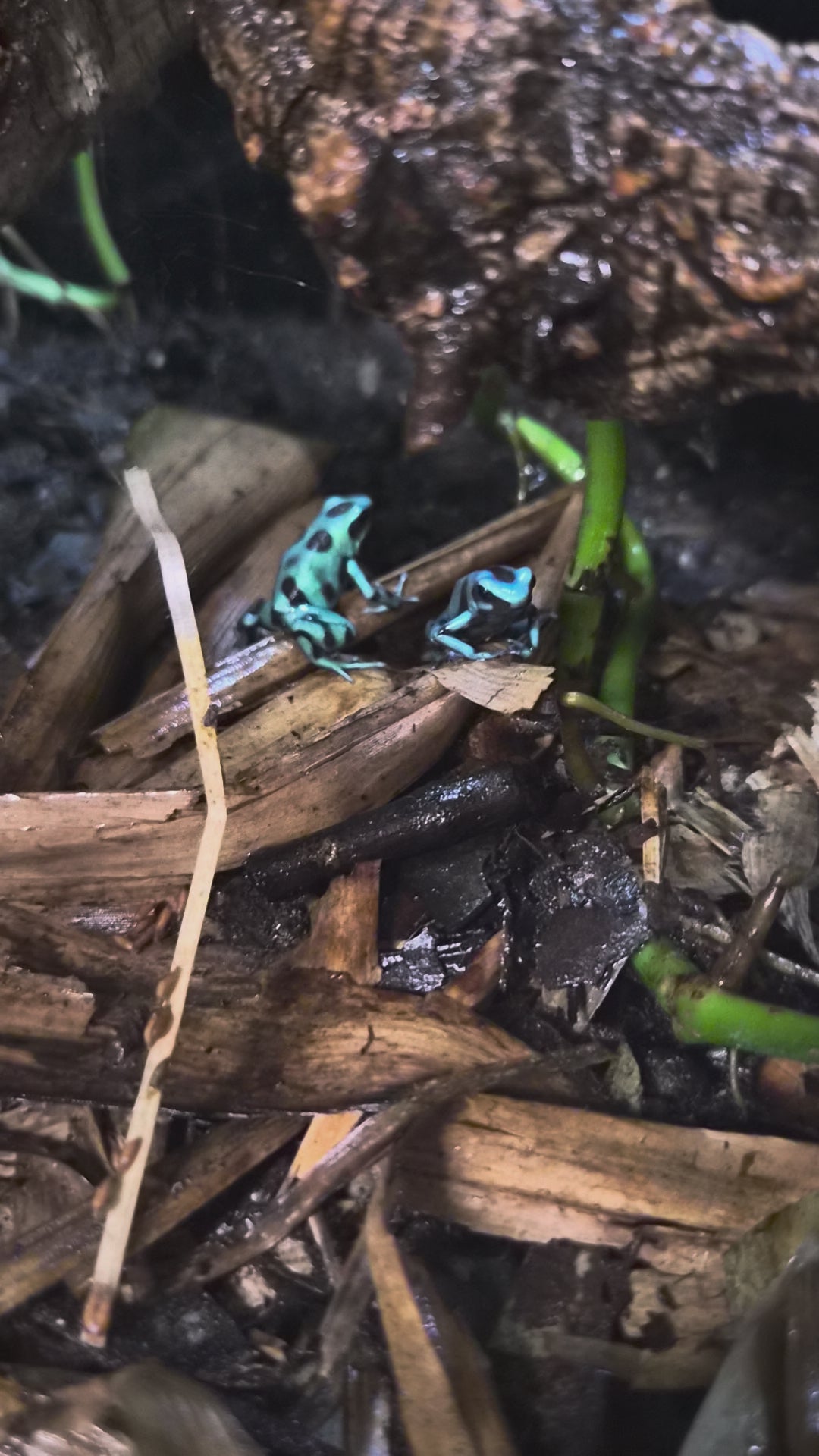 Dendrobates auratus de localité El Copé, grenouille tropicale turquoise et noire se déplaçant dans son terrarium