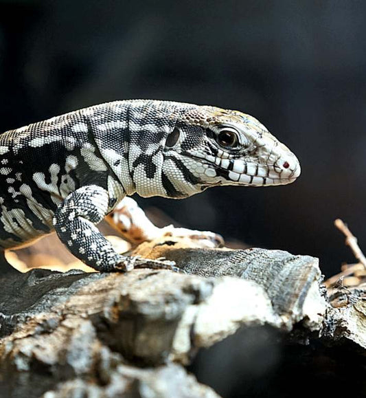 Tégu noir et blanc d’Argentine – Salvator merianae