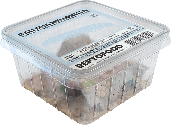 Teignes de Ruche Reptofood