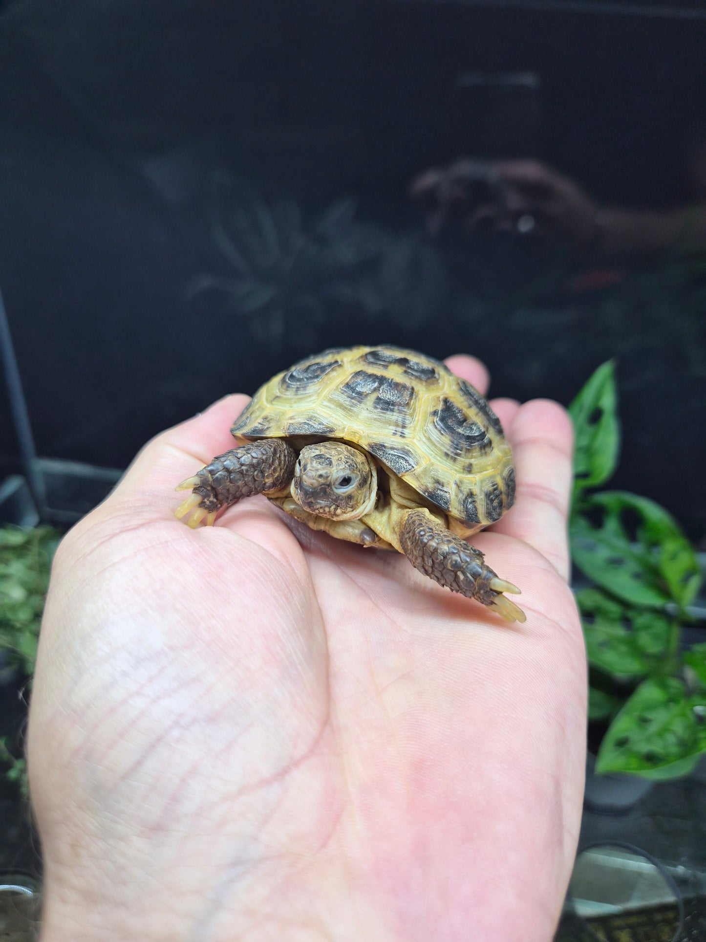 Tortue des steppes – Testudo horsfieldii