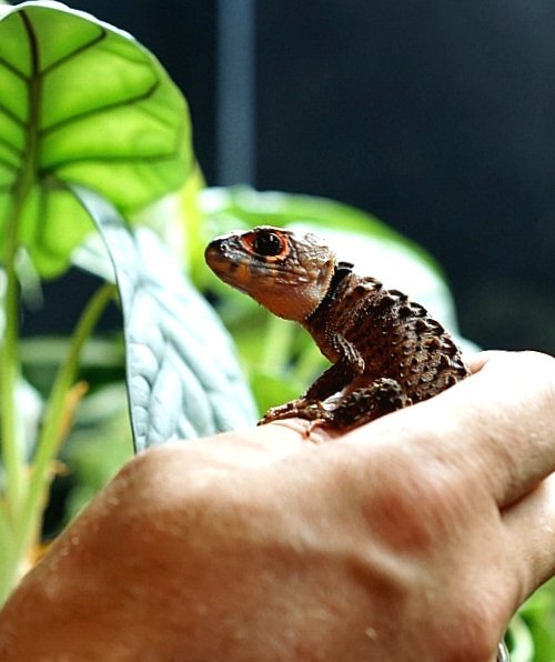 Scinque crocodile à yeux rouges – Tribolonotus gracilis